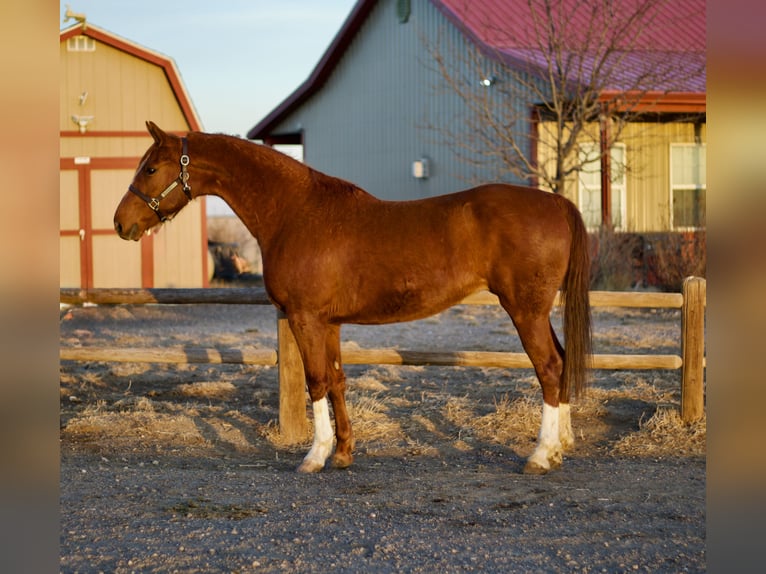 American Saddlebred Klacz 10 lat 160 cm Cisawa in Fort Collins