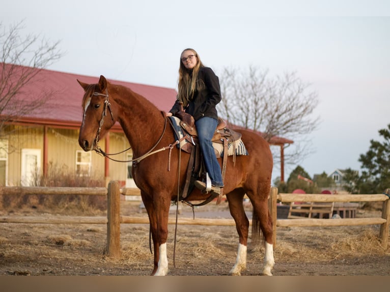 American Saddlebred Klacz 10 lat 160 cm Cisawa in Fort Collins
