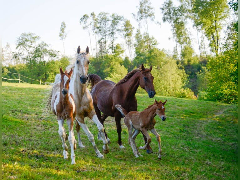 American Saddlebred Klacz 2 lat 162 cm Kasztanowata in Kierspe