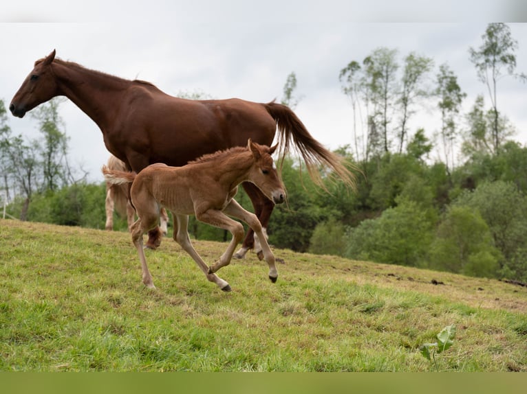 American Saddlebred Klacz 2 lat 162 cm Kasztanowata in Kierspe