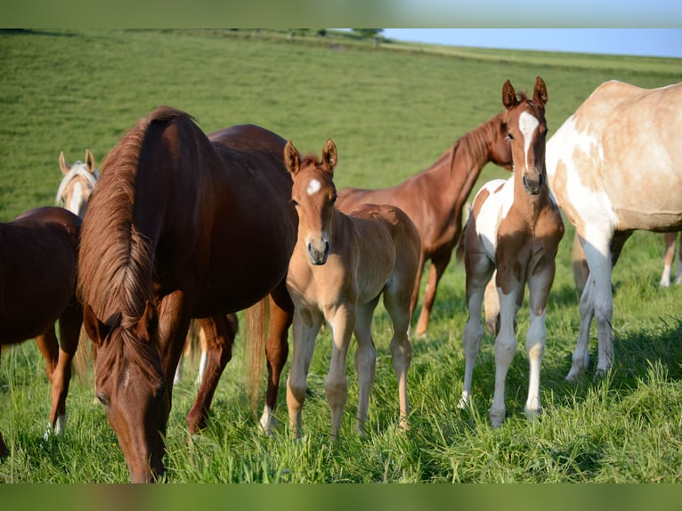 American Saddlebred Klacz 2 lat 162 cm Kasztanowata in Kierspe