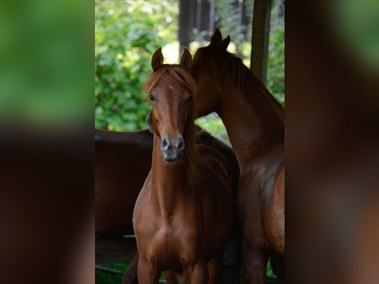 American Saddlebred Klacz 3 lat 162 cm Kasztanowata in Kierspe