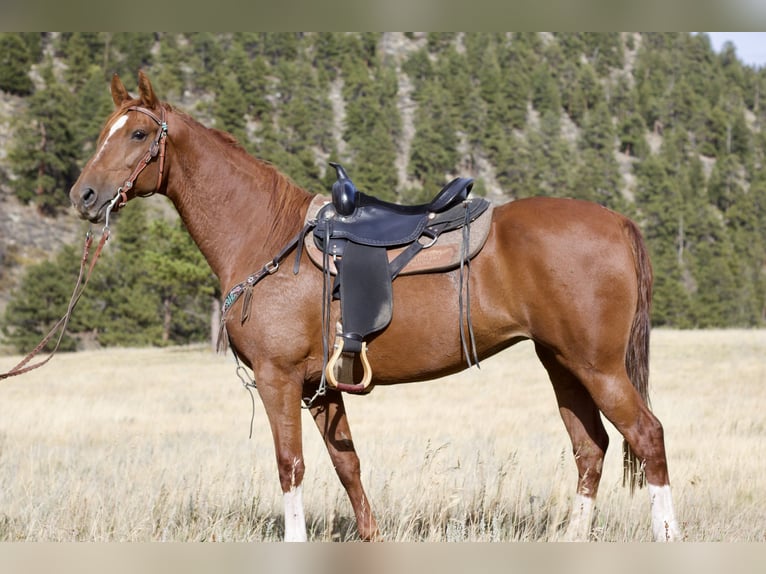 American Saddlebred Mare 10 years 15.3 hh Sorrel in Fort Collins