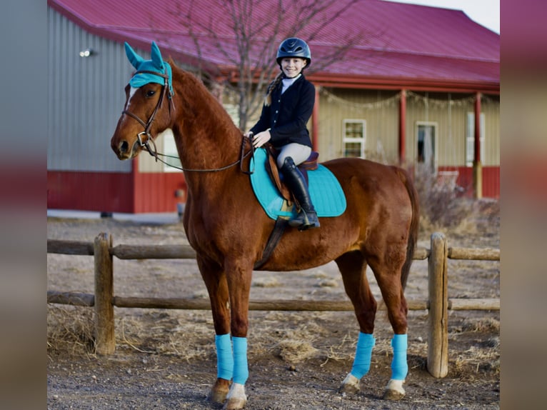 American Saddlebred Mare 10 years 15,3 hh Sorrel in Fort Collins