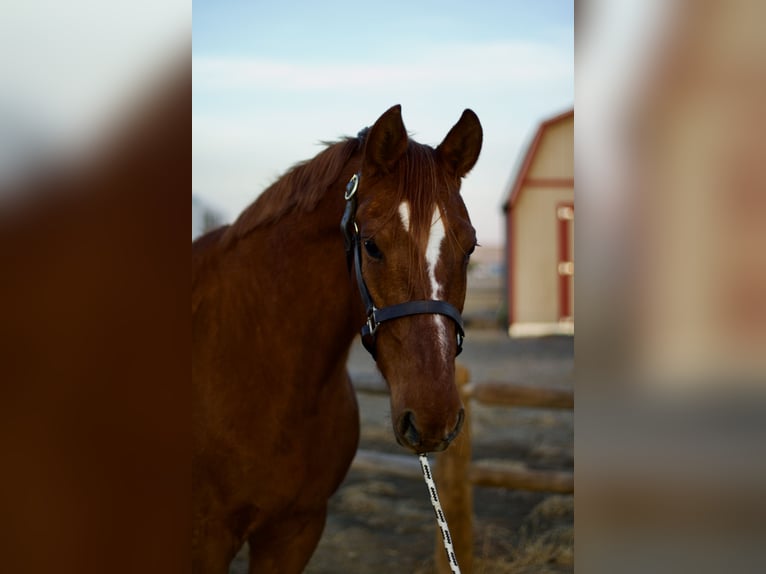 American Saddlebred Mare 10 years 15,3 hh Sorrel in Fort Collins