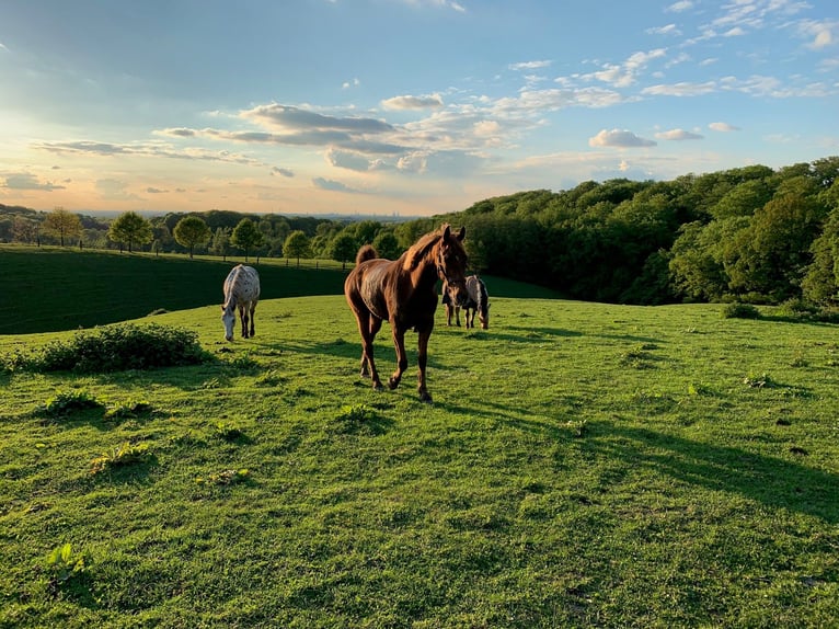 American Saddlebred Mare 16 years 15.1 hh Chestnut-Red in Düsseldorf