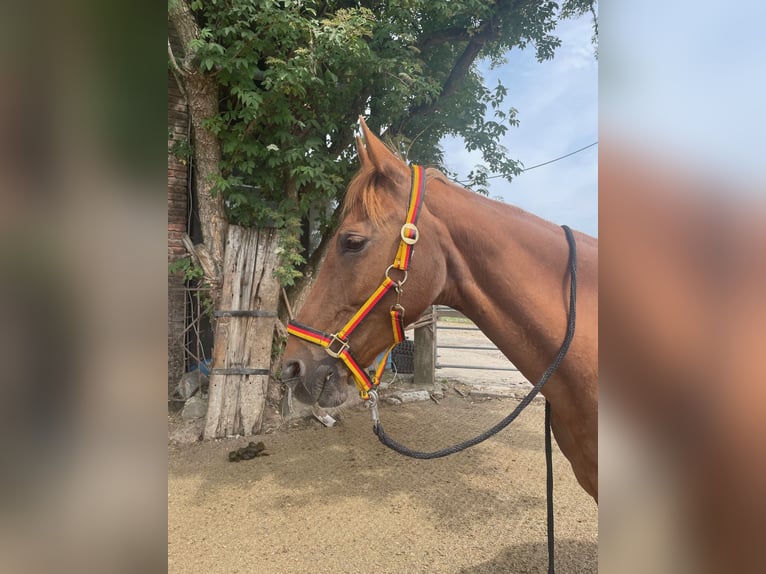 American Saddlebred Mare 16 years 15.1 hh Chestnut-Red in Düsseldorf
