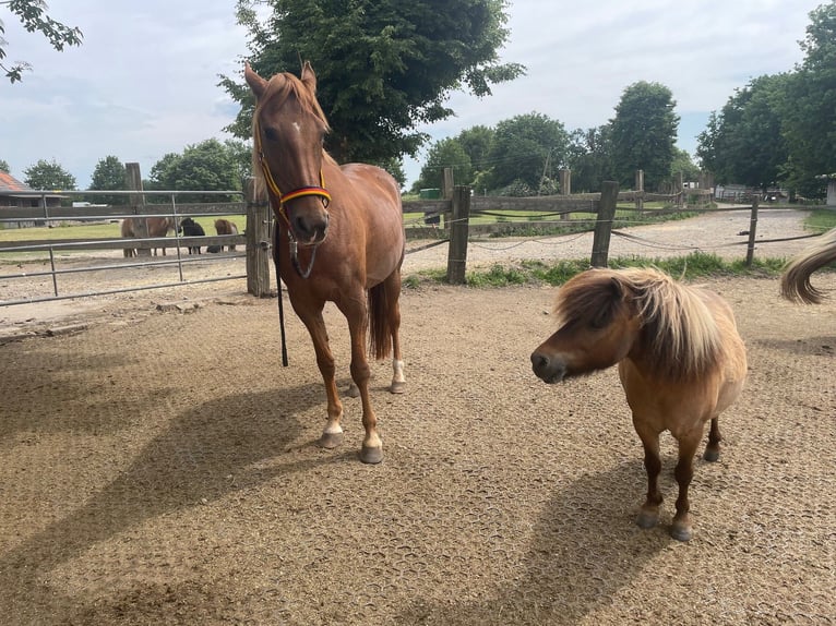 American Saddlebred Mare 16 years 15.1 hh Chestnut-Red in Düsseldorf