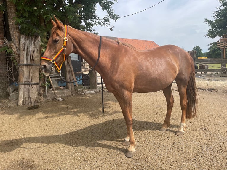 American Saddlebred Mare 16 years 15,1 hh Chestnut-Red in Düsseldorf