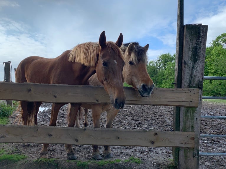 American Saddlebred Mare 16 years 15,1 hh Chestnut-Red in Düsseldorf
