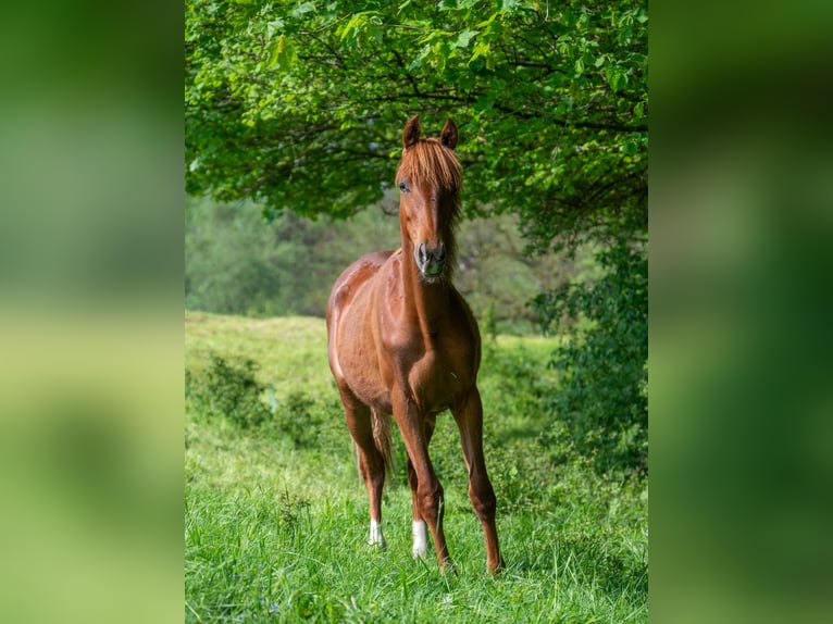 American Saddlebred Mare 2 years 15,3 hh Chestnut-Red in Kierspe