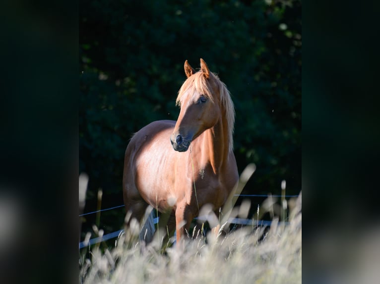 American Saddlebred Mare 2 years 15,3 hh Chestnut-Red in Kierspe