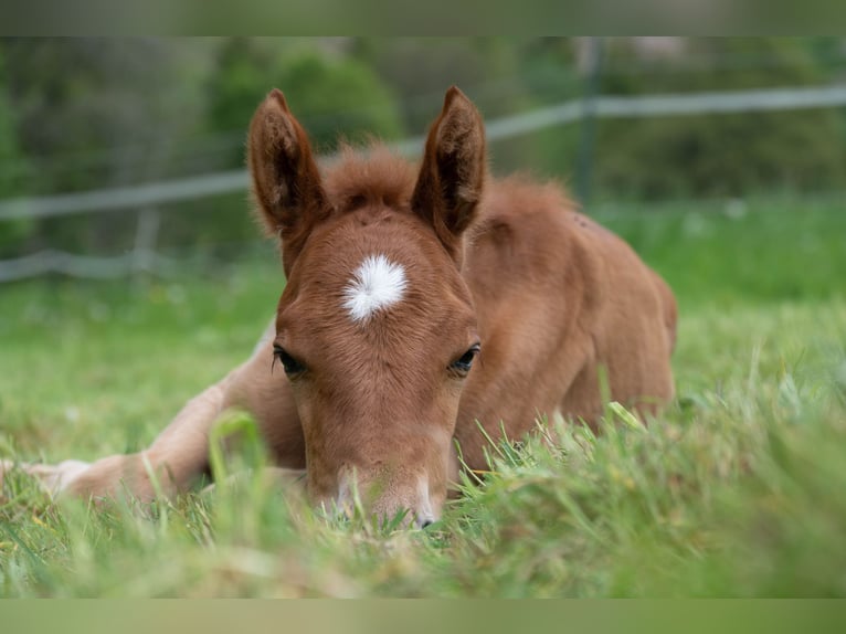 American Saddlebred Mare 2 years 15,3 hh Chestnut-Red in Kierspe