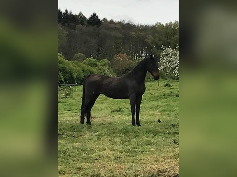 American Saddlebred Mare 3 years 15,2 hh Palomino in Matzenbach