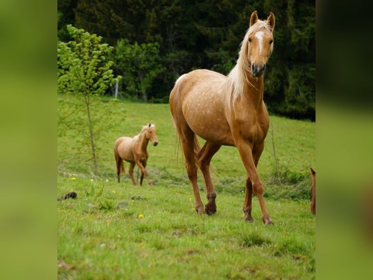 American Saddlebred Mare 3 years 15,2 hh Palomino in Matzenbach