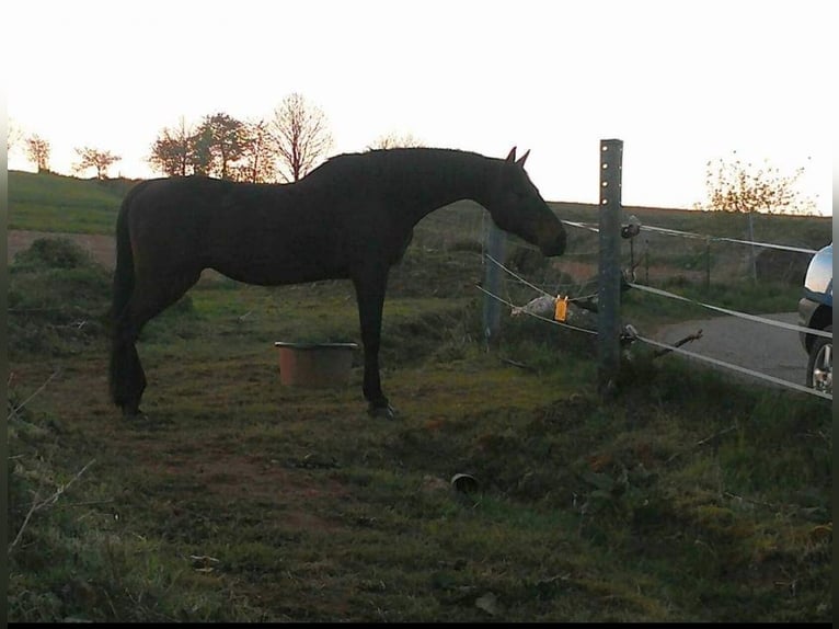 American Saddlebred Mare 3 years 15,2 hh Palomino in Matzenbach