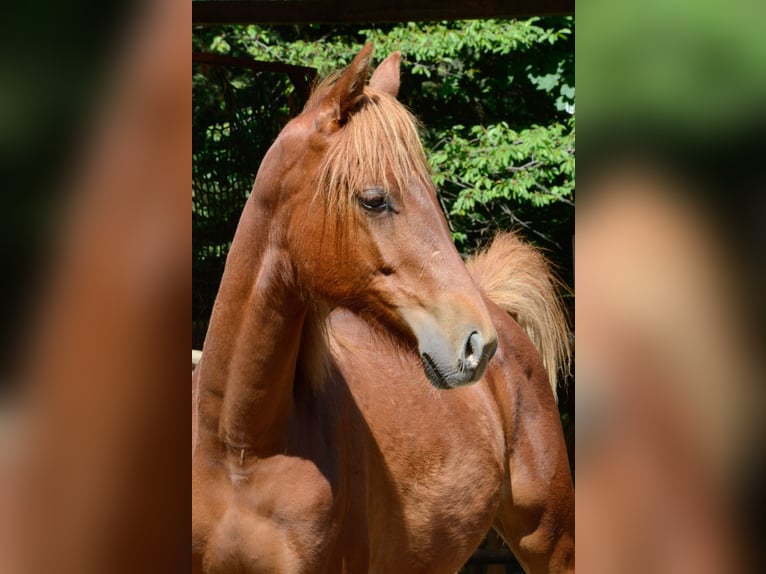 American Saddlebred Mare 4 years 15,2 hh Chestnut-Red in Kierspe