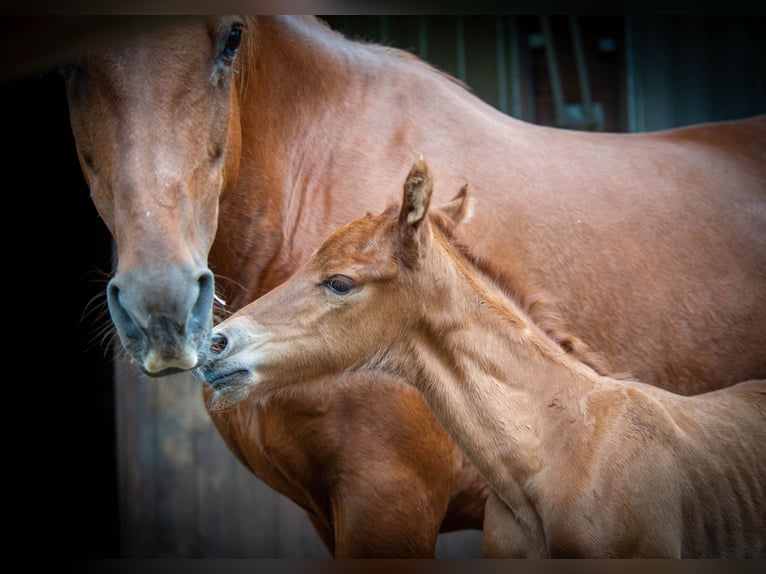 American Saddlebred Mare 4 years 15,2 hh Chestnut-Red in Kierspe
