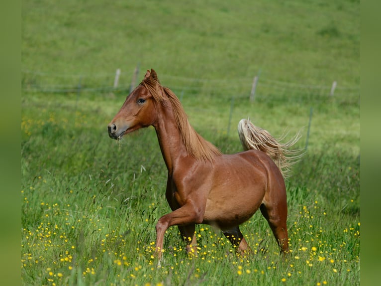 American Saddlebred Mare 4 years 15,2 hh Chestnut-Red in Kierspe