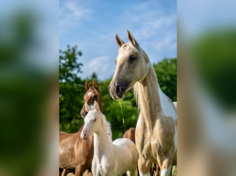 American Saddlebred Mare Foal (05/2025) 16 hh Cremello in Kierspe American Saddlebred Mare Foal (05/2025) 16 hh Cremello in Kierspe