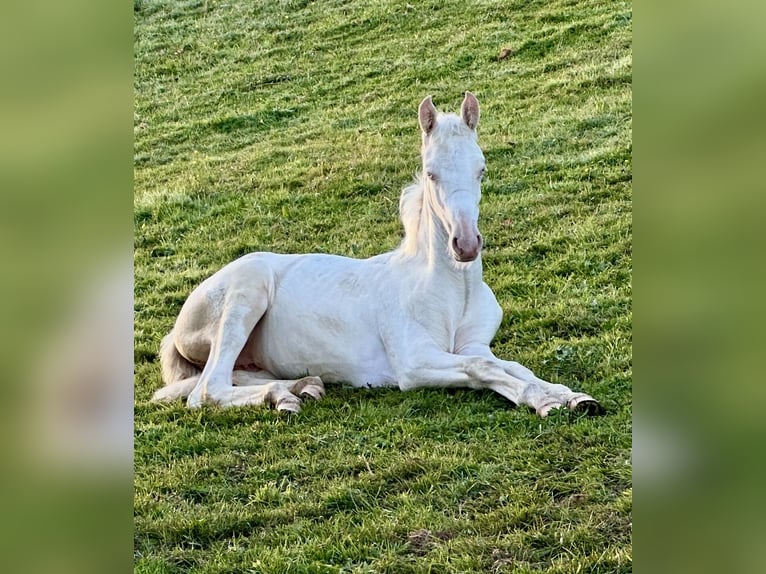 American Saddlebred Mare Foal (05/2025) 16 hh Cremello in Kierspe American Saddlebred Mare Foal (05/2025) 16 hh Cremello in Kierspe
