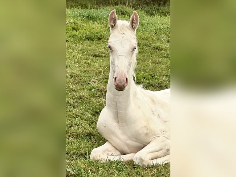 American Saddlebred Mare Foal (05/2025) 16 hh Cremello in Kierspe American Saddlebred Mare Foal (05/2025) 16 hh Cremello in Kierspe
