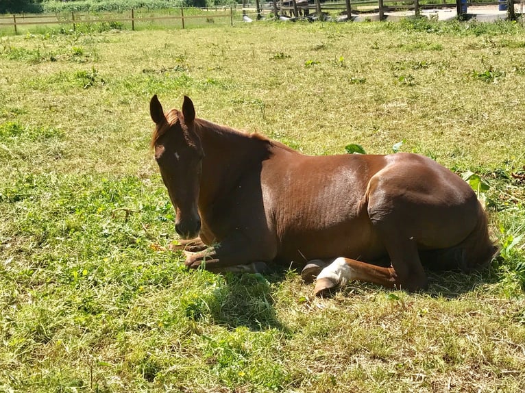 American Saddlebred Merrie 16 Jaar 155 cm Vos in Düsseldorf