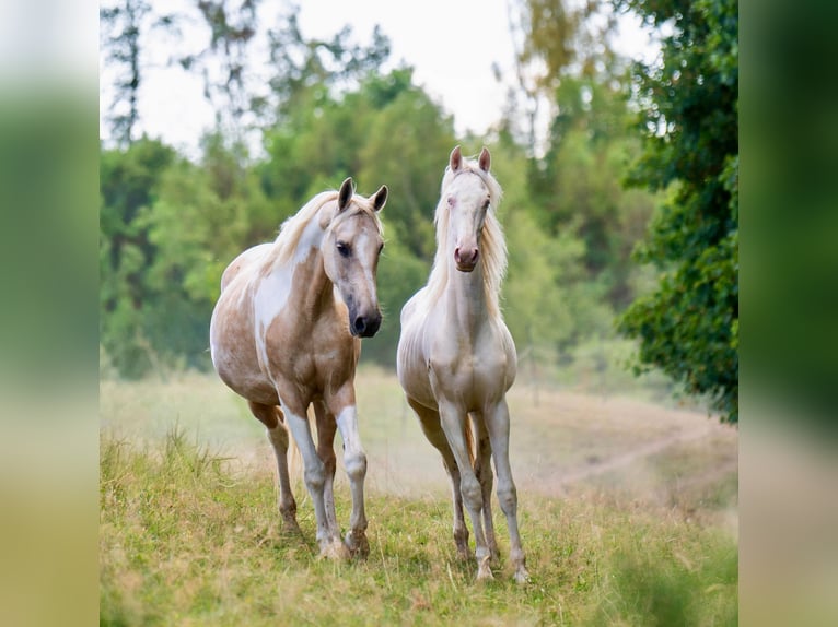 American Saddlebred Merrie 1 Jaar 165 cm Cremello in Kierspe