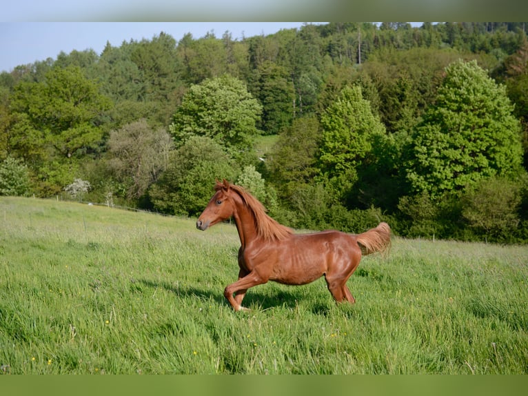 American Saddlebred Merrie 3 Jaar 162 cm Vos in Kierspe