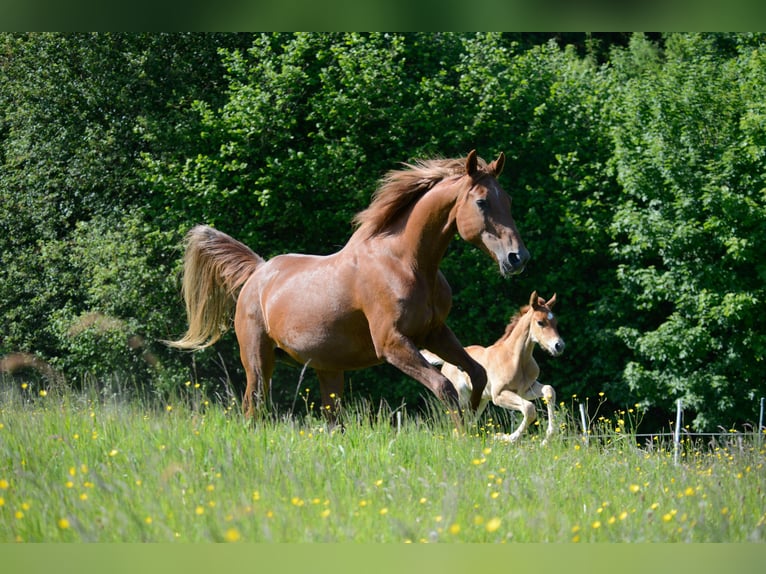American Saddlebred Merrie 4 Jaar 160 cm Vos in Kierspe