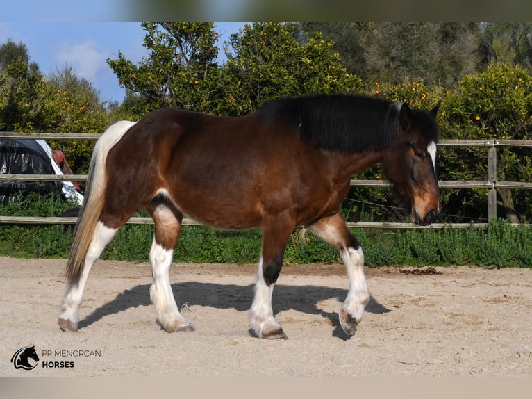 American Saddlebred Merrie 6 Jaar 158 cm Gevlekt-paard in Menorca