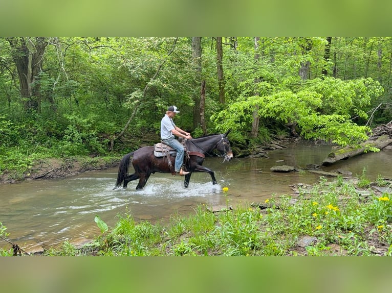 American Saddlebred Ruin 14 Jaar 155 cm Zwart in Moscow OH