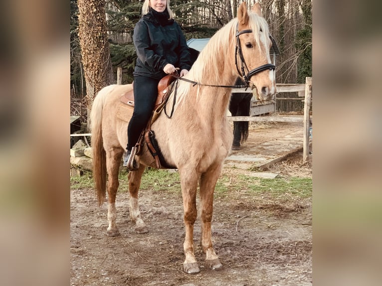 American Saddlebred Ruin 21 Jaar 162 cm Falbe in Baden-Baden