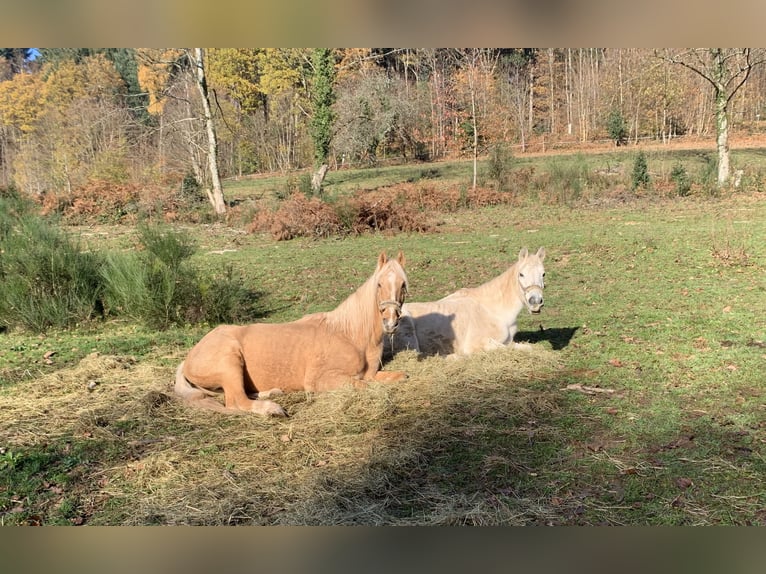 American Saddlebred Ruin 22 Jaar 162 cm Falbe in Baden-Baden