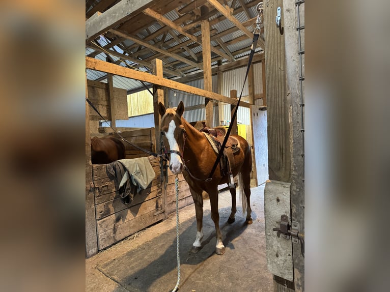 American Saddlebred Mix Ruin 4 Jaar 152 cm Roodvos in Wellsville