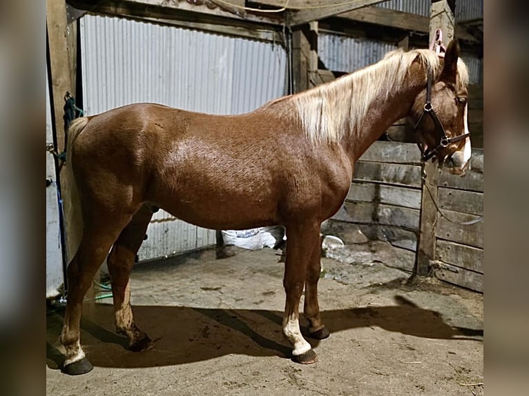 American Saddlebred Mix Ruin 4 Jaar 152 cm Roodvos in Wellsville