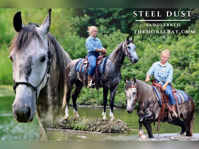 American Saddlebred Ruin 6 Jaar 160 cm Appelschimmel in Hesperia, MI