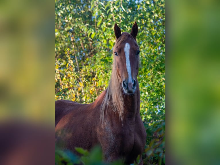 American Saddlebred Ruin 6 Jaar 165 cm Vos in Kierspe