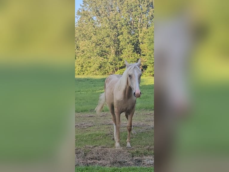 American Saddlebred Stallion 1 year 14 hh Palomino in Bethel Springs