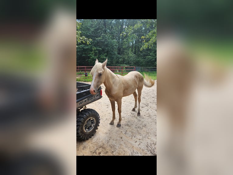 American Saddlebred Stallion 1 year 14 hh Palomino in Bethel Springs
