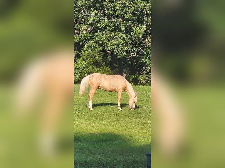 American Saddlebred Stallion 1 year 14 hh Palomino in Bethel Springs