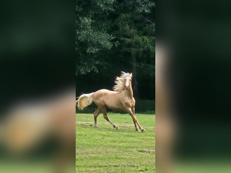 American Saddlebred Stallion 1 year 14 hh Palomino in Bethel Springs