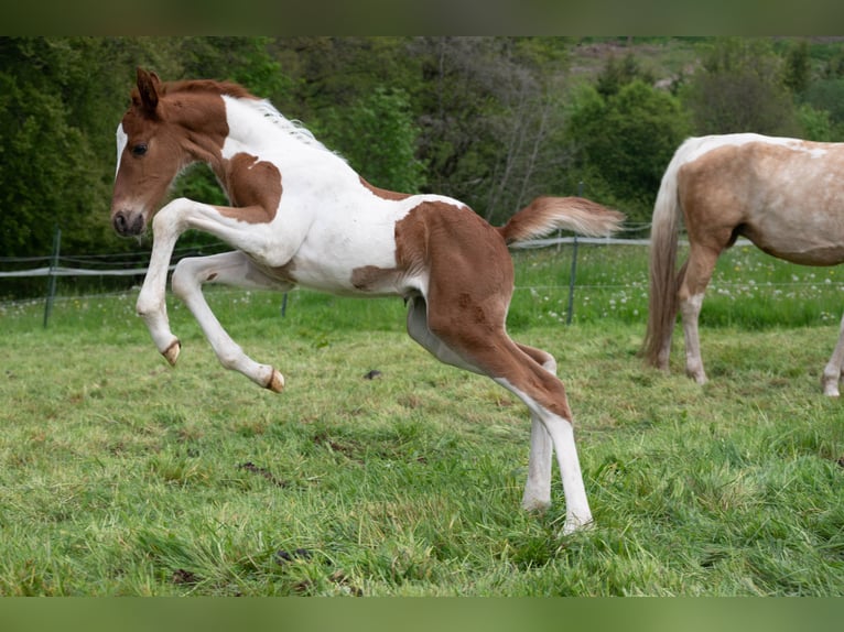 American Saddlebred Stallion 1 year 16 hh Pinto in Kierspe