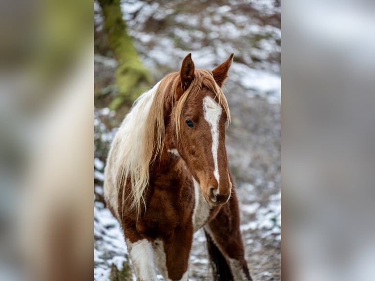 American Saddlebred Stallion 2 years 16 hh Pinto in Kierspe