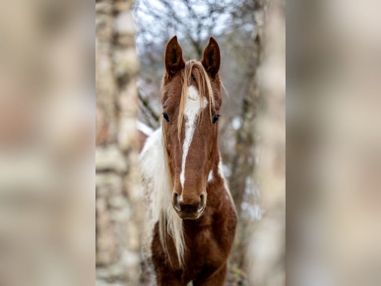 American Saddlebred Stallion 2 years 16 hh Pinto in Kierspe