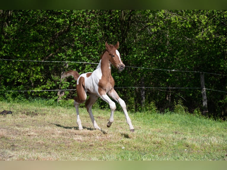 American Saddlebred Stallion 3 years 16 hh Pinto in Kierspe
