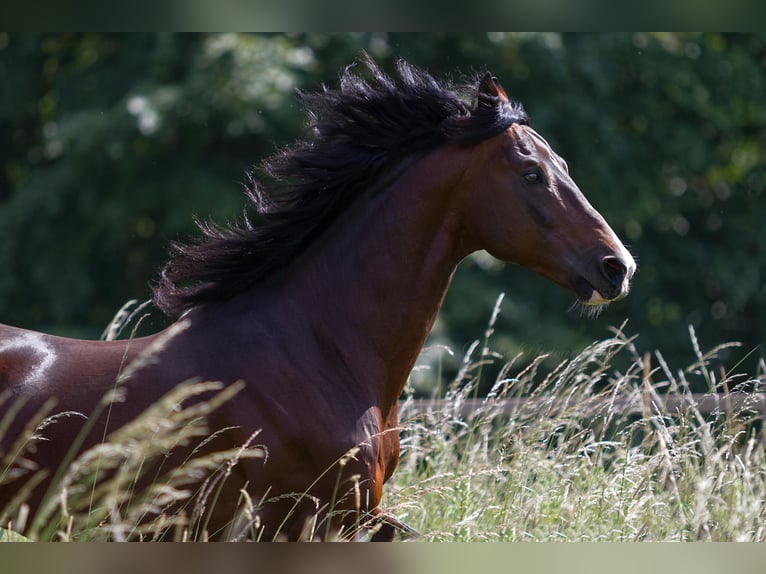 American Saddlebred Stallion Bay-Dark in Hennef
