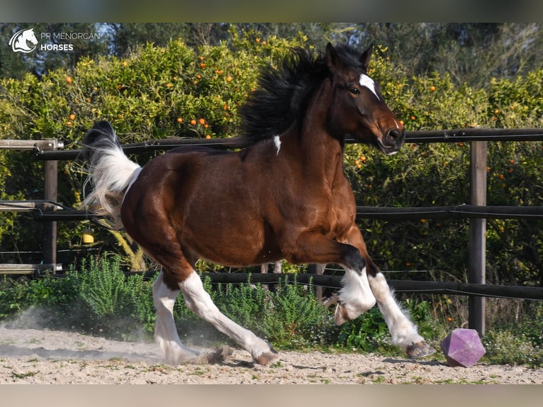 American Saddlebred Sto 6 år 158 cm Pinto in Menorca