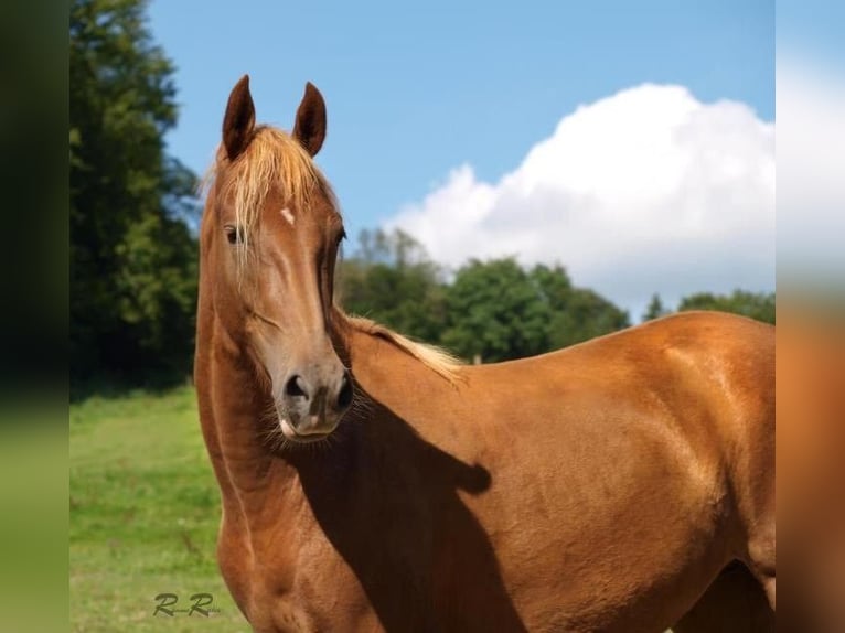 American Saddlebred Stute 16 Jahre 155 cm Fuchs in Düsseldorf