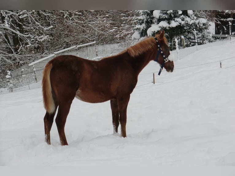American Saddlebred Stute 16 Jahre 155 cm Fuchs in Düsseldorf